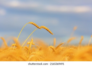 Wheat ears on a background of blured sky. Shallow dof
