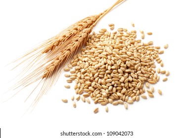 wheat ears (triticum) and wheat kernels isolated on white