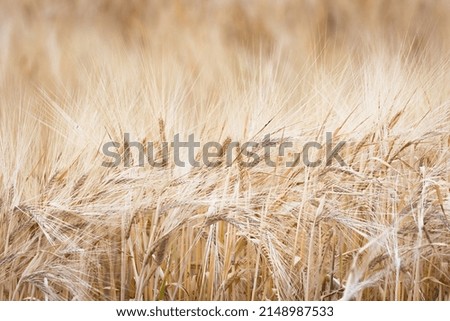 Wheat ears in a wheatfield