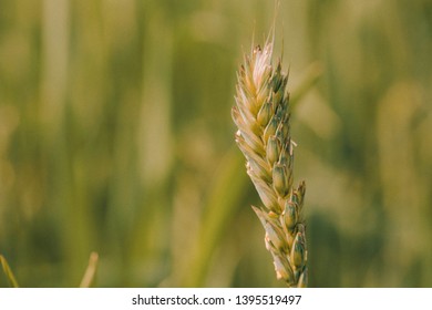 Wheat in the farm.. Agriculture harvest concept 
 - Shutterstock ID 1395519497