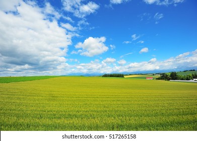 Wheat Farm And Blue Sky In Hokkaido