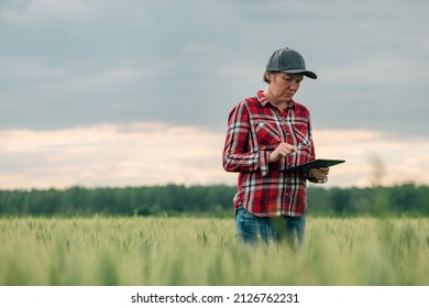 Wheat Farmer Using Digital Tablet Computer In Cultivated Agriculture Field In Farming Innovation Concept. Female Farm Worker Using Modern Technology In Agricultural Activity.