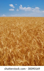 Wheat Feild