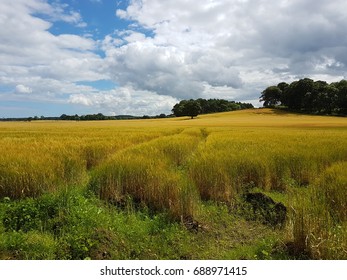 Wheat Feild