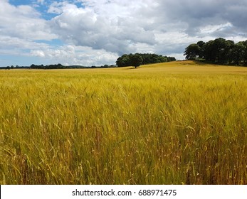 Wheat Feild