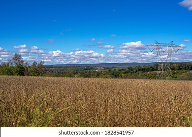 Wheat Feild On A October Day.