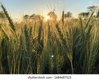 Wheat Feild And Sun Shining On The Crops