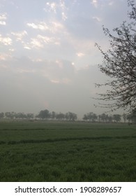 Wheat Feild, Tree's And Cloudy Sky