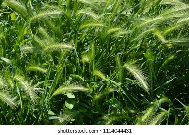 wheat in the field - Shutterstock ID 1114044431