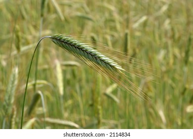 wheat field