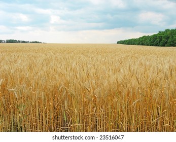 The wheat field