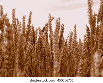 Wheat Field