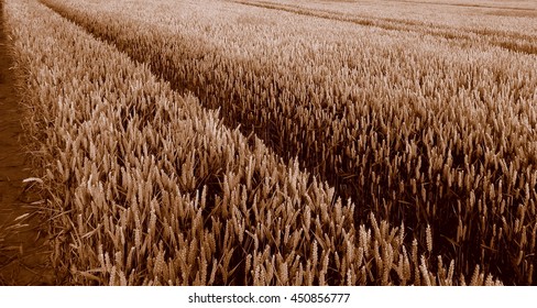Wheat Field