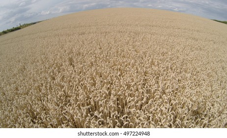 Wheat field