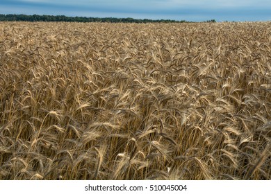 wheat field, wheat,