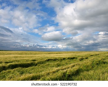 Wheat field  