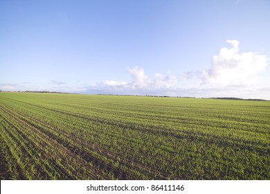 Wheat field. - Shutterstock ID 86411146