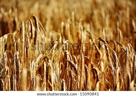 Wheat field in bright sunshine