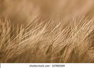 Wheat field, abstract