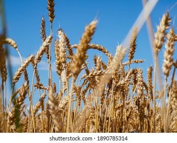 Wheat field against a blue sky with sun. Golden Ears wheat. Head full grains close up. Concept of the rich harvest. Bright ripe cereal cultivated agricultural field. Selective focus - Shutterstock ID 1890785314