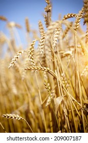 Wheat field against a blue sky - Shutterstock ID 209007187