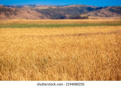 Wheat Field Against The Blue Sky. Grain Farming, Ears Of Wheat Close-up. Agriculture, Growing Food Products.