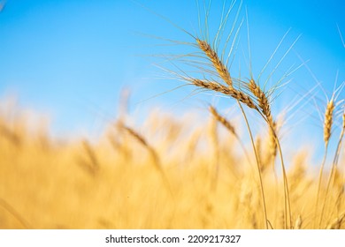 Wheat Field Against The Blue Sky. Grain Farming, Ears Of Wheat Close-up. Agriculture, Growing Food Products.