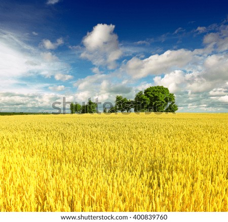 Image, Stock Photo cornfield Environment