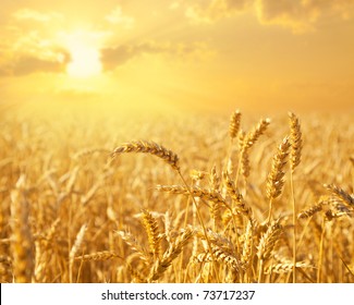 Wheat field against golden sunset - Powered by Shutterstock