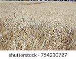 Wheat Field in Alberta