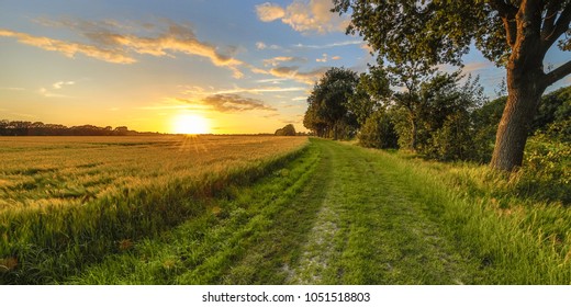 Wheat field along old oak track at sunset on Dutch countryside - Shutterstock ID 1051518803