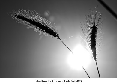 Arrière-plan du champ de blé à la lumière noire 