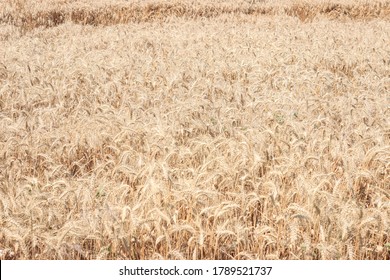 Wheat Field Background Golden Agricultural Land Stock Photo 1789521737 ...