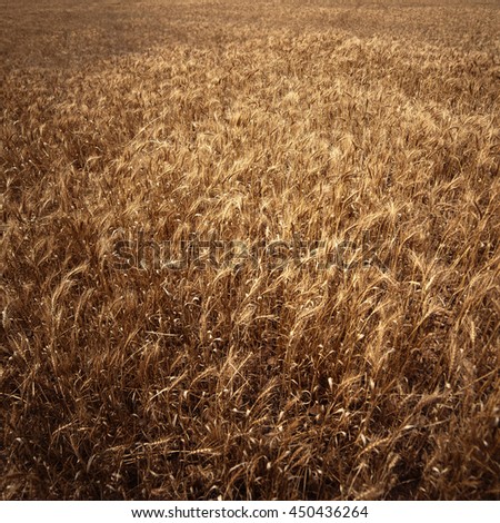 Similar – Uniform autumnal sunflowers point towards the village