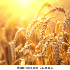 Wheat field. Beautiful ears of wheat close up. Nature sunset Landscape. Golden sundown over wheat field. Rural Scenery under Shining Sunlight. Background of ripening ears. Rich harvest Concept - Shutterstock ID 311361521