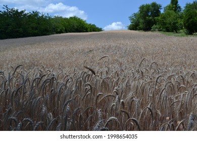 Wheat  Field In Beautiful Srem