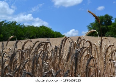 Wheat  Field In Beautiful Srem 