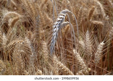 Wheat  Field In Beautiful Srem