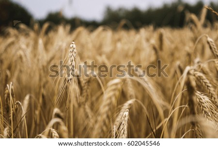 wheat field before harvest on a summer day