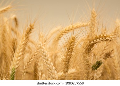 Wheat Field Before Harvesting Feast Weeks Stock Photo 1080239558 ...