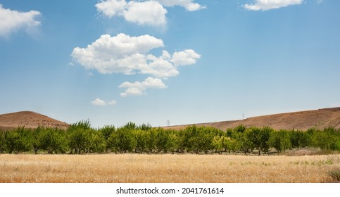 Wheat field beside a garden with blue and partly cloudy sky in Kurdistan province, iran