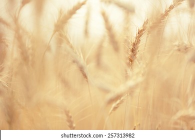 Wheat Field And Blue Sky 