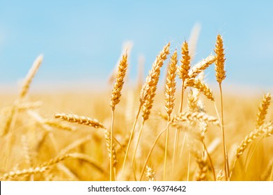 Wheat Field And Blue Sky