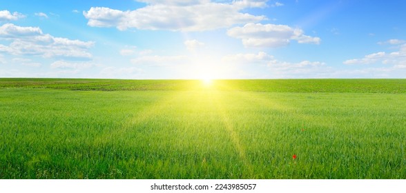Wheat field and blue sky with sun. Rural landscapes. - Shutterstock ID 2243985057