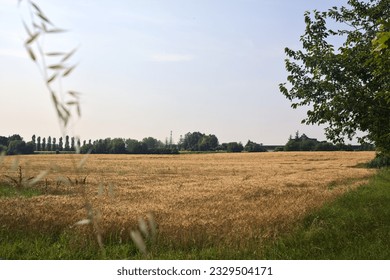Wheat  field bordered by trees in the distance on a summer day in the italian countryside