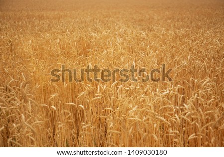 Similar – Wheat field in bright sunshine