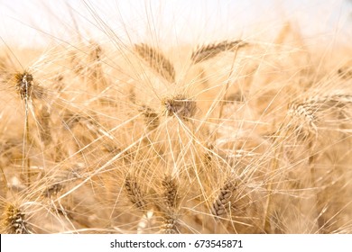 Wheat in field, close-up