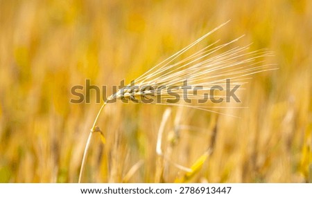 Wheat field creates soft selective background. Green wheat field supports organic farming. Fresh wheat field grows in countryside. Natural wheat field fits agronomy concept.