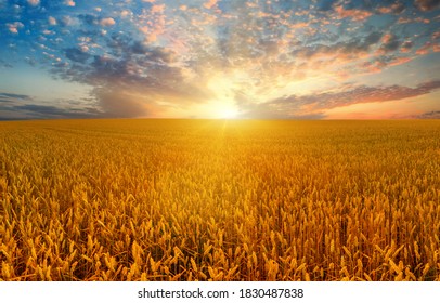 Wheat Field And Crimson Sky At Sunset