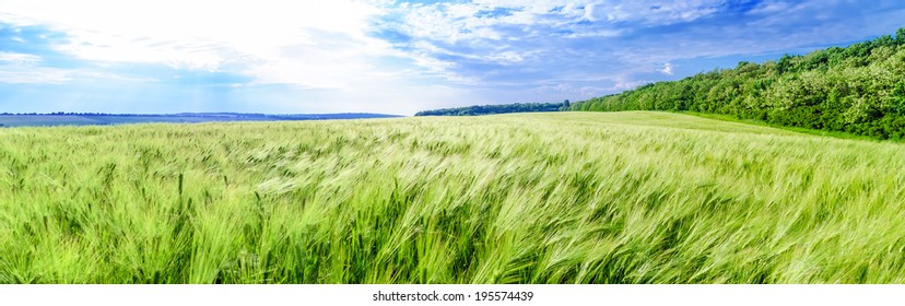 wheat field in early summer under the scorching sun